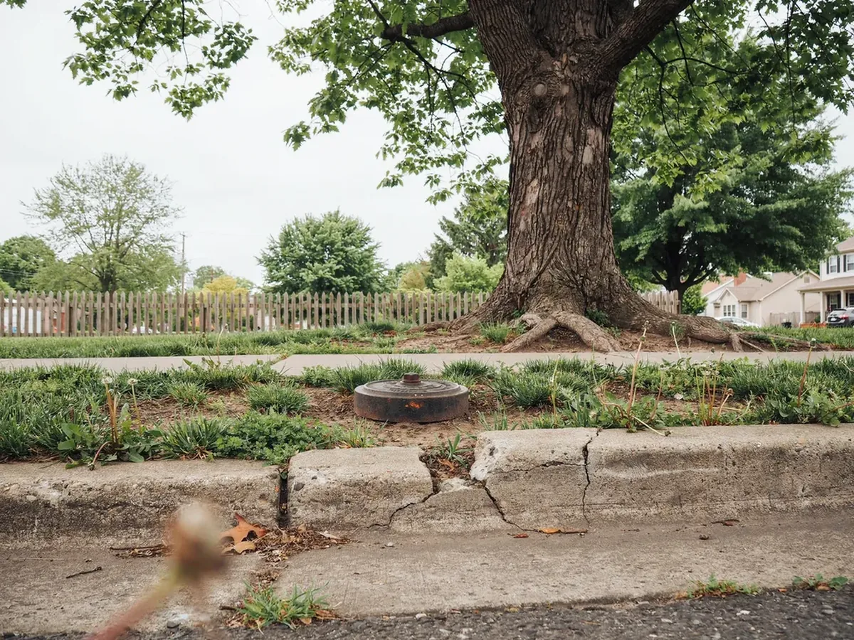 Mature tree in a suburban park strip with its roots lifting and cracking the sidewalk near a sewer cleanout